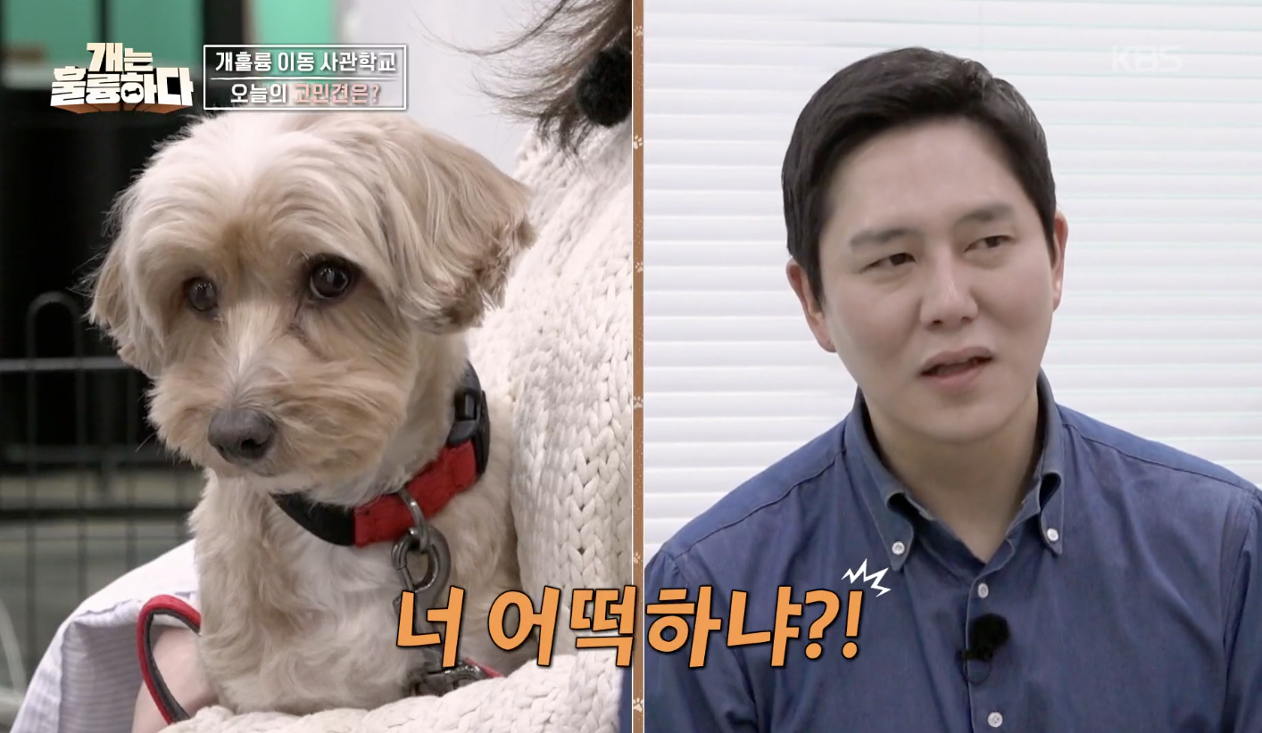 개는 훌륭하다 캡처