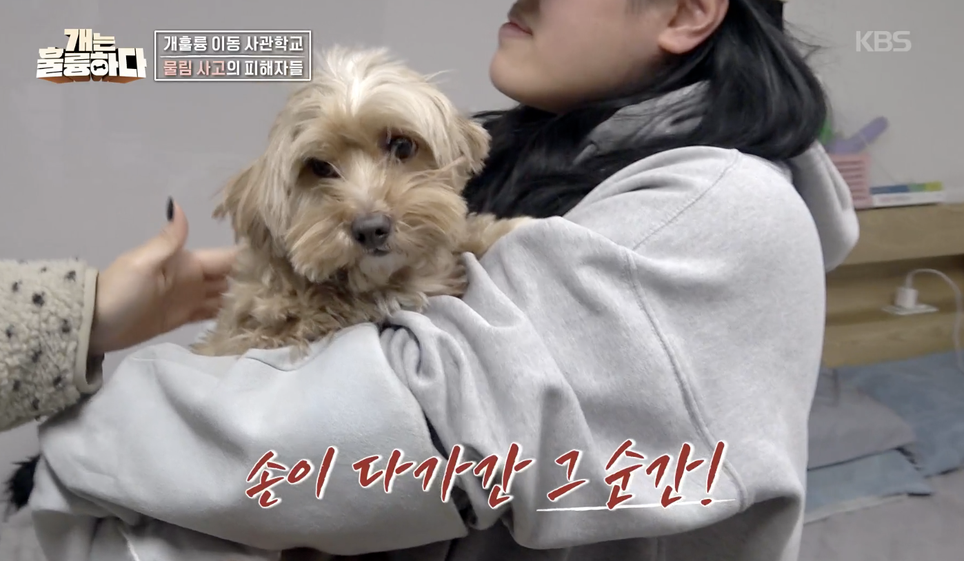 개는 훌륭하다 캡처