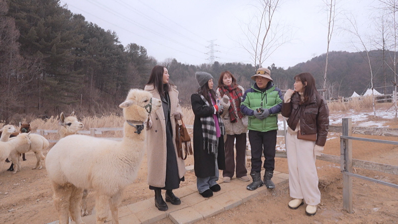 황신혜의 같이 삽시다