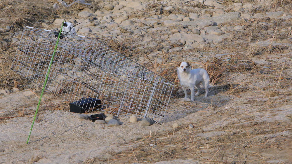 EBS 세상에 나쁜 개는 없다