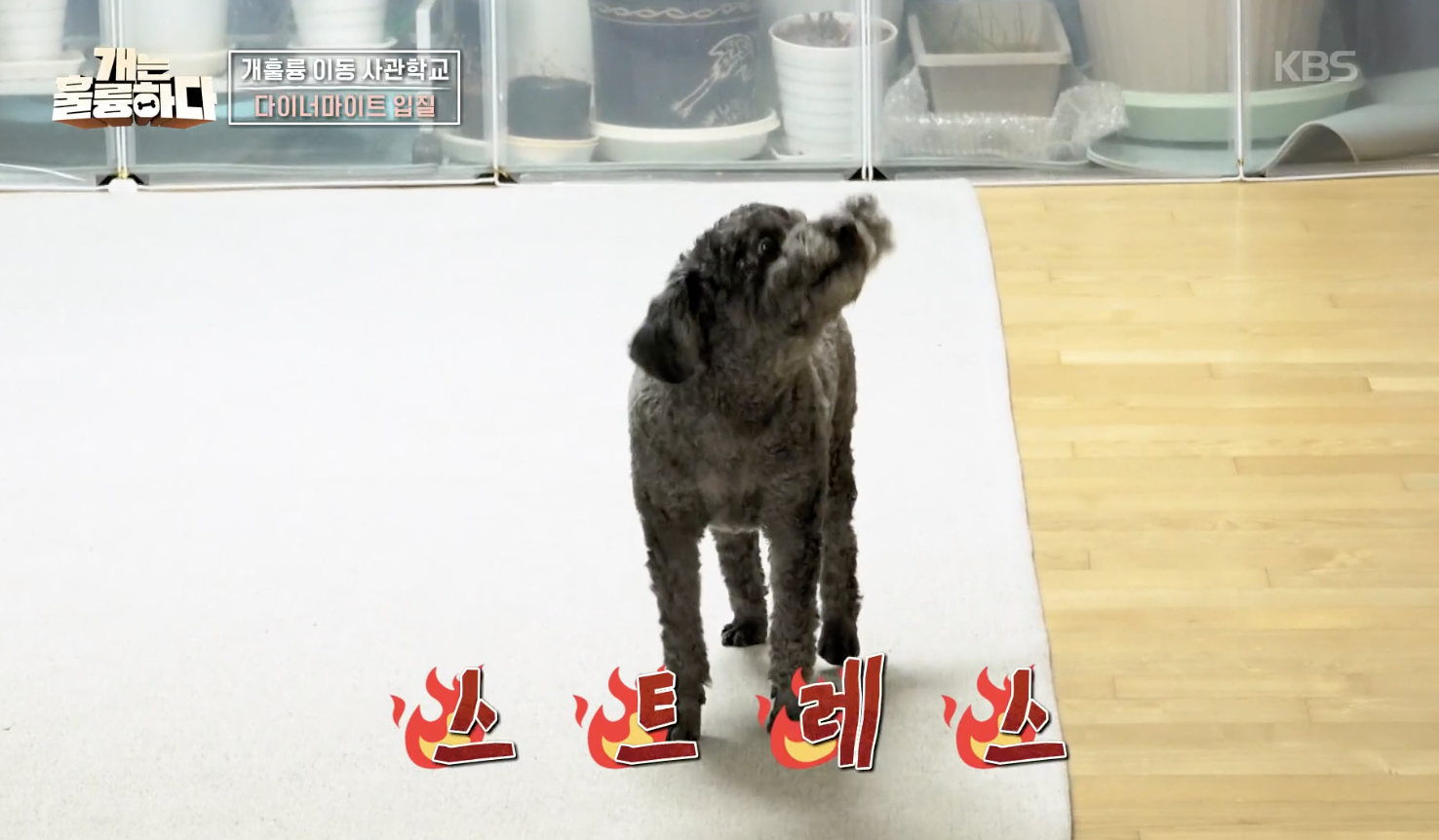 개는 훌륭하다 캡처