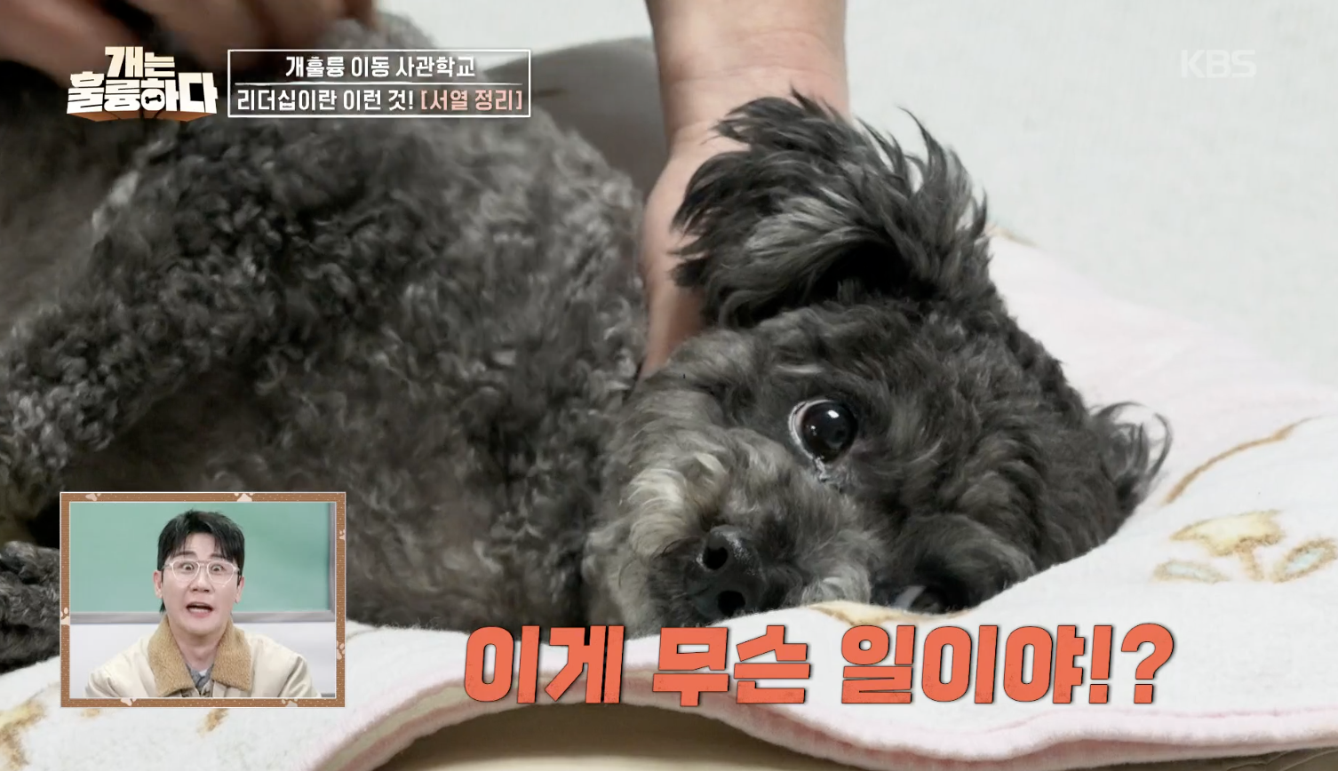 개는 훌륭하다 캡처