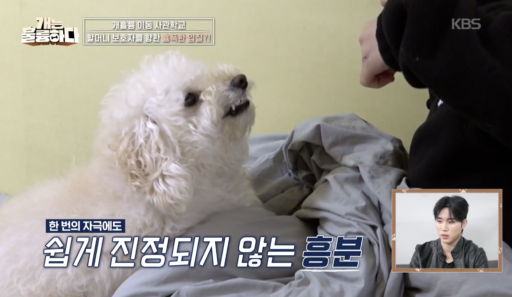 개는 훌륭하다 캡처