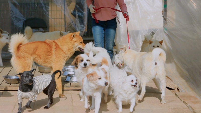 세상에 나쁜 개는 없다