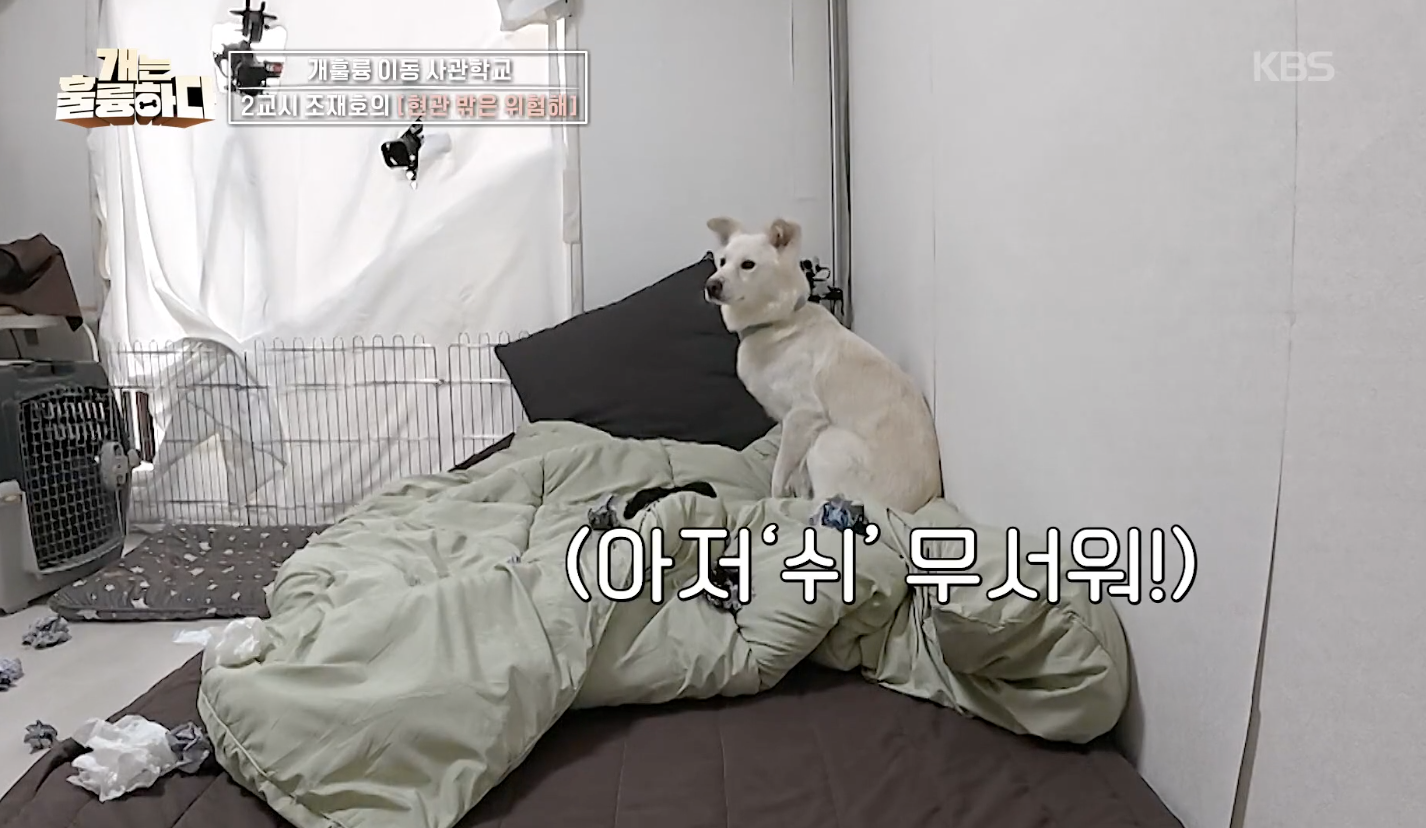 개는 훌륭하다 캡처