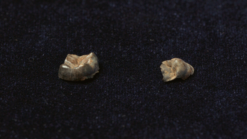 역사스페셜-시간여행자