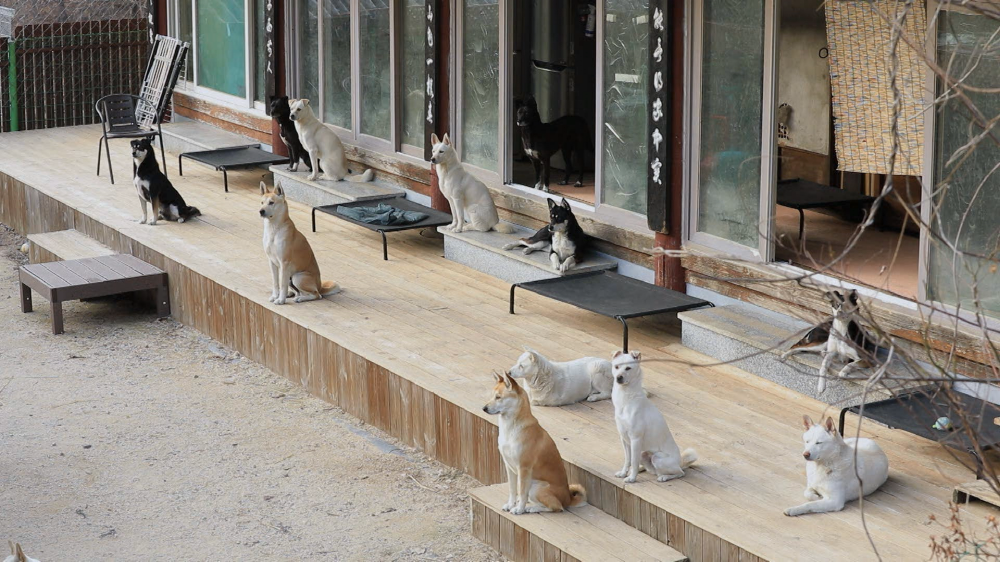 세상에 나쁜 개는 없다