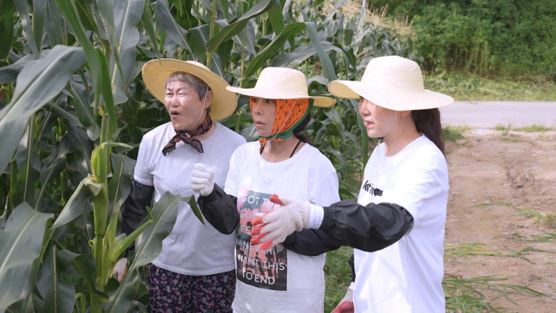 KBS2 황신혜의 같이 삽시다